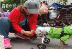 吃瓜小狗车祸视频大全集,惊心动魄！吃瓜小狗车祸视频大全集回顾