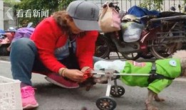 吃瓜小狗车祸视频大全集,惊心动魄！吃瓜小狗车祸视频大全集回顾