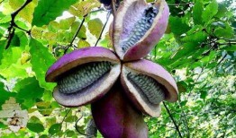 姐姐吃八月瓜视频大全,姐姐们的美味分享视频大盘点