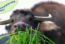 牛吃老瓜的视频大全播放,视频大全趣味盘点