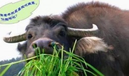 牛吃老瓜的视频大全播放,视频大全趣味盘点