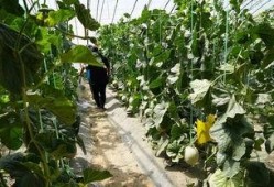 鹤壁公园吃瓜视频,一场引发网友热议的街头奇观