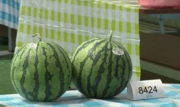 小型吃瓜厂视频,瓜果飘香背后的故事