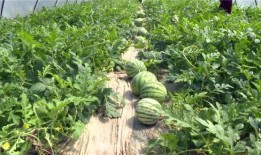 吃瓜骗局大全图片视频播放,图片视频中的陷阱与真相