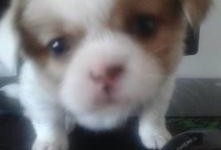 呆瓜小狗吃鸡蛋视频,趣味十足萌态百出