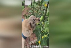 小狗八卦吃瓜视频,揭秘吃瓜界的萌宠奇闻录