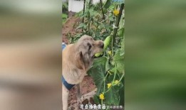 小狗八卦吃瓜视频,揭秘吃瓜界的萌宠奇闻录