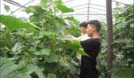 信阳农林吃瓜曝光视频,校园生活引发热议