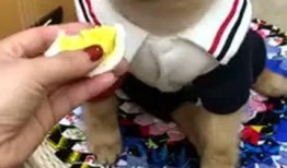 呆瓜小狗吃鸡蛋视频