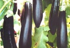 主播吃整个茄瓜视频下载