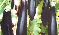 主播吃整个茄瓜视频下载