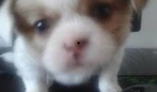 呆瓜小狗吃鸡蛋视频