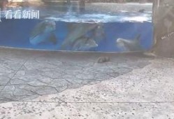 海豚吃瓜视频,萌态十足引网友爆笑