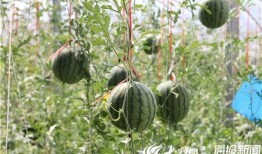 小型吃瓜厂视频,瓜果飘香背后的故事