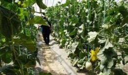 信阳农林吃瓜曝光视频,校园生活引发热议