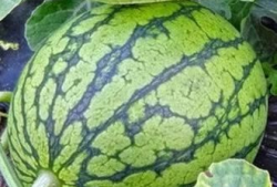 西北吃瓜事件视频播放,视频播放背后的网络热议与反思