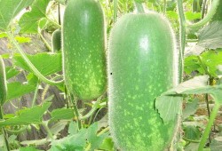 百变俱乐部吃瓜视频大全