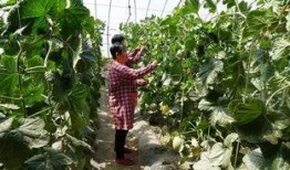 鹤壁公园吃瓜视频,一场引发网友热议的街头奇观