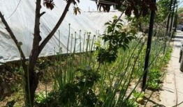 鹤壁公园吃瓜视频,一场引发网友热议的街头奇观