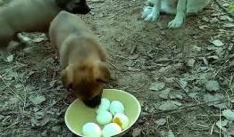 呆瓜小狗吃鸡蛋视频