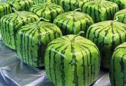 吃瓜梗的由来视频讲解大全,视频讲解大全深度解析