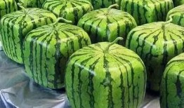 吃瓜梗的由来视频讲解大全,视频讲解大全深度解析