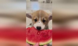 小狗八卦吃瓜视频,揭秘吃瓜界的萌宠奇闻录