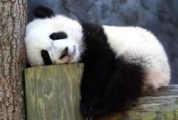 熊猫专业吃瓜视频,萌态可掬的“瓜界达人”