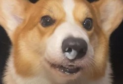 柯基犬吃哈密瓜视频播放