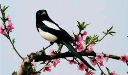 喜鹊吃瓜视频完整版,一场欢乐的视觉盛宴