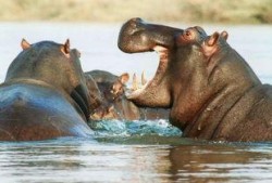 河马吃瓜特效视频下载,趣味横生的动物食趣瞬间