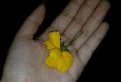 qq吃瓜料视频,热门视频背后的惊人真相