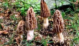 羊肚菌炒茭瓜可以吃吗视频,营养美味家常菜视频教程