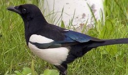 喜鹊吃瓜视频完整版,一场欢乐的视觉盛宴