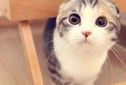 小猫可以吃沙白瓜吗视频,揭秘沙白瓜对猫咪的适宜性