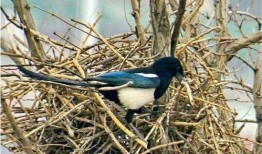 喜鹊吃瓜视频完整版,一场欢乐的视觉盛宴