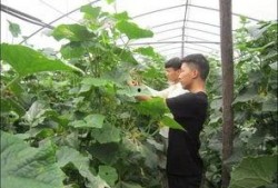 信阳农林吃瓜曝光视频,校园生活引发热议