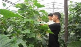 信阳农林吃瓜曝光视频,校园生活引发热议