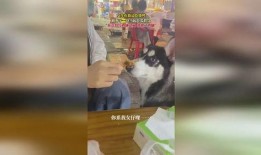 小狗八卦吃瓜视频,揭秘吃瓜界的萌宠奇闻录