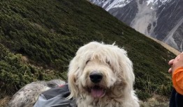 呆瓜小狗吃鸡蛋视频,趣味十足萌态百出