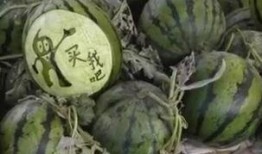 小型吃瓜厂视频,瓜果飘香背后的故事